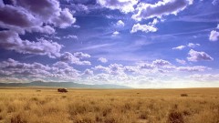 Jesse does a cook in the desert.