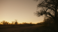 Nacho is at the edge of some woods in the morning